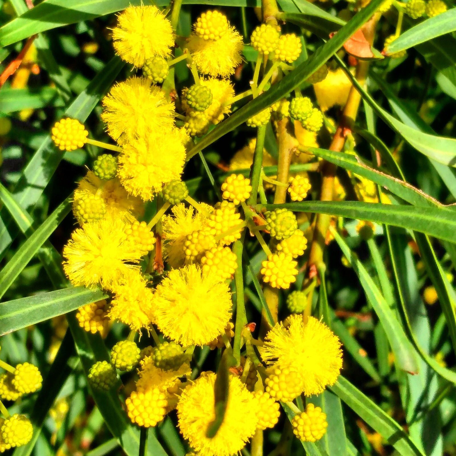 50+ Acacia species Seed Sample Pack – Australian Legume