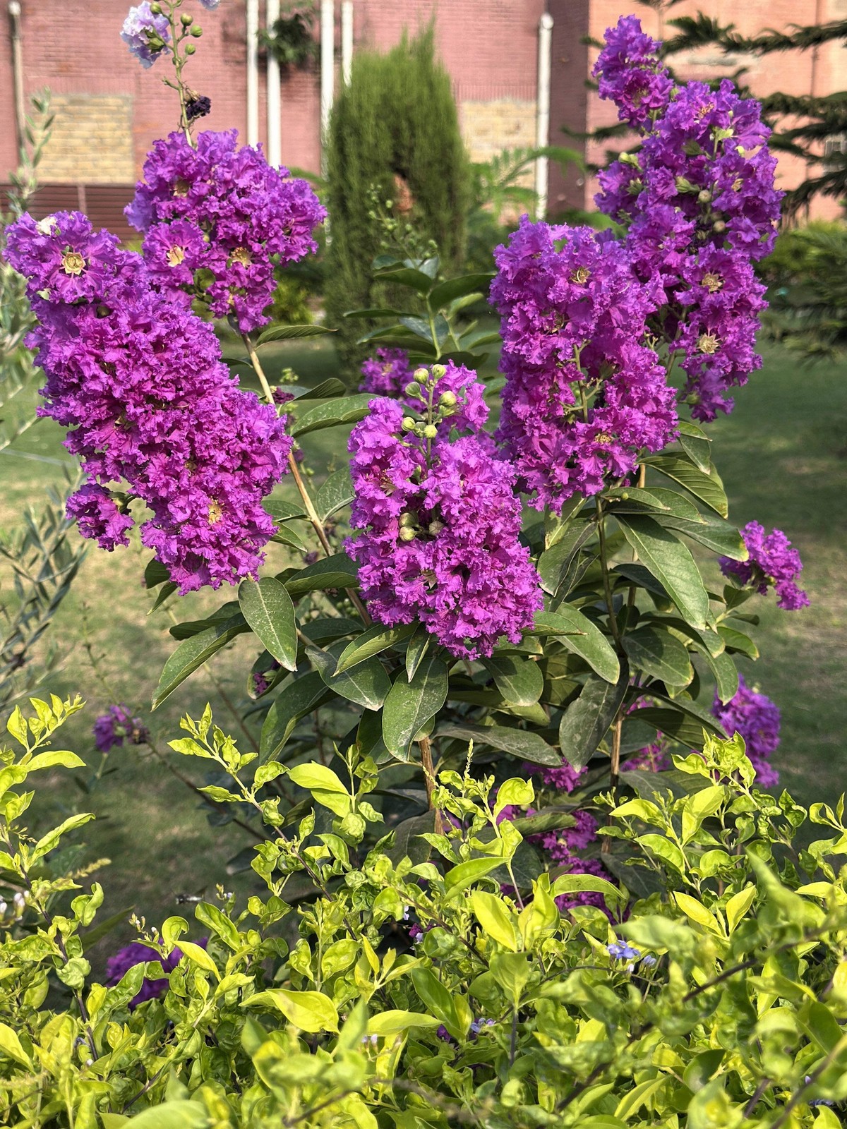35 PURPLE CREPE MYRTLE Crape Tree Shrub Lagerstroemia Indica Flower Seeds