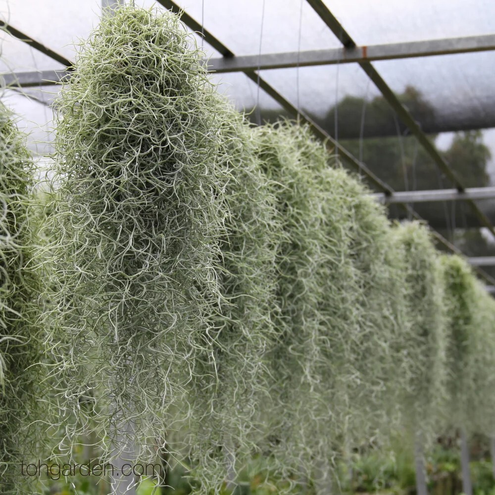 Spanish Moss – Live Spanish Moss Tillandsia Usneoides Hanging Air Plant Live.