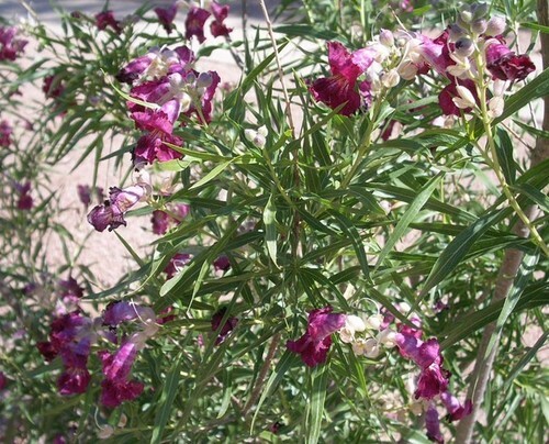 40+ Desert Willow Tree Seeds Freshly Harvested, Purple Orchid Flower (25B)