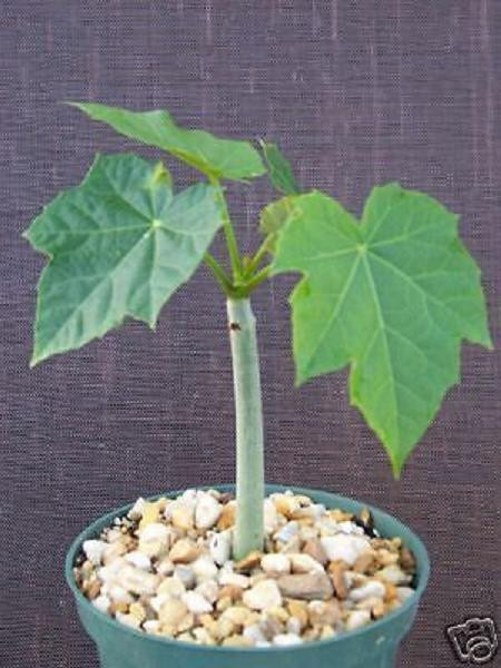 Jatropha Curcas Live Plant, Barbados Nut, Rare Succulent Caudiciform 4″