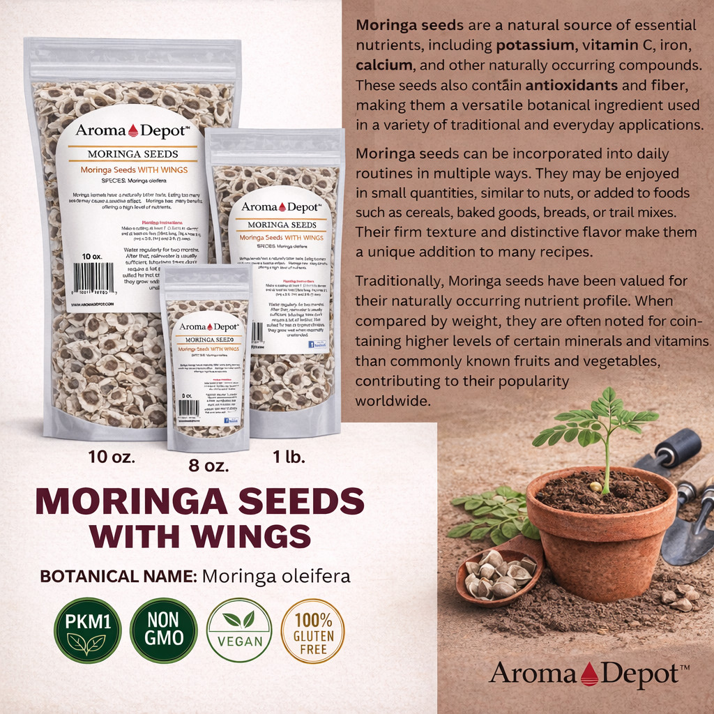 Moringa Seeds WITH WINGS Semillas de Moringa oleifera Pepa Malunggay Wholesale