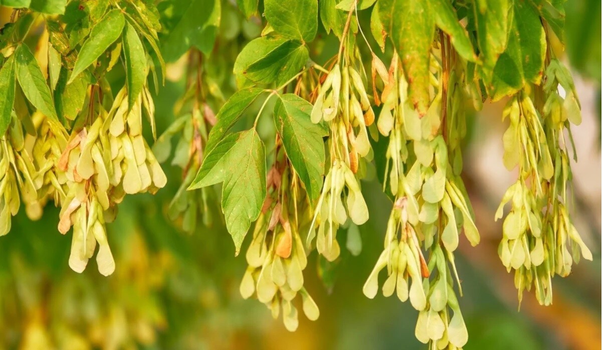 FAST GROWING NATIVE TREE: BoxElder Maple (Acer negundo) strong rooted plant