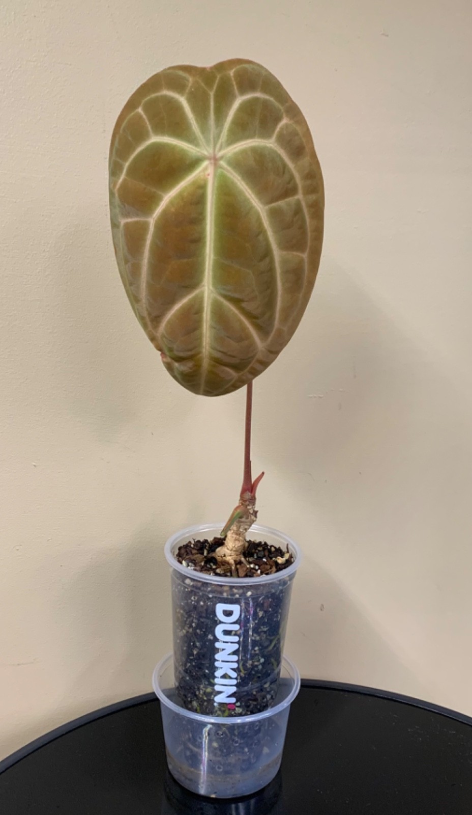 Rare Tropical Plant: Anthurium Besseae Aff x A. Forgetii **READ DESCRIPTION**