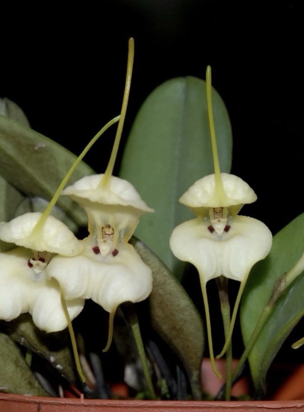Masdevallia leonii Bloom Size Rare Miniature Orchid Species
