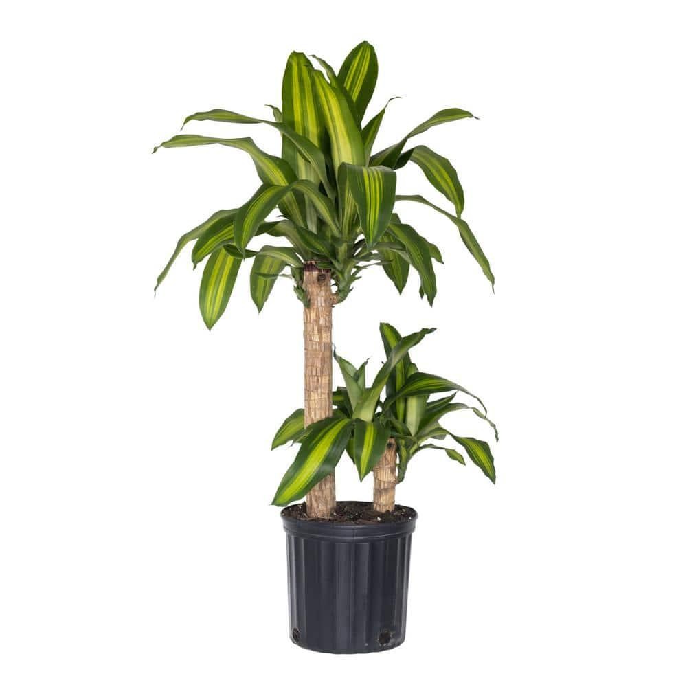 Dracaena Mass Cane Corn Plant 2 Stem Plant in 9.25 inch Grower Pot