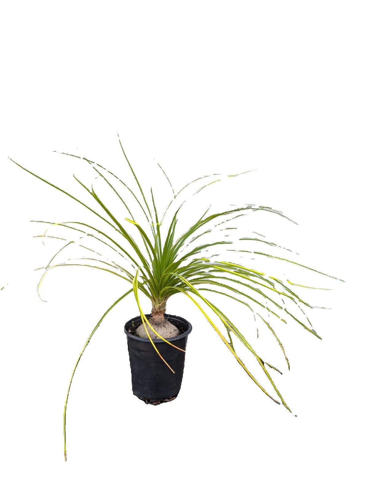 Ponytail Palm in 6″ Pot Indoor Beaucarnea Recurvata Evergreen Houseplant