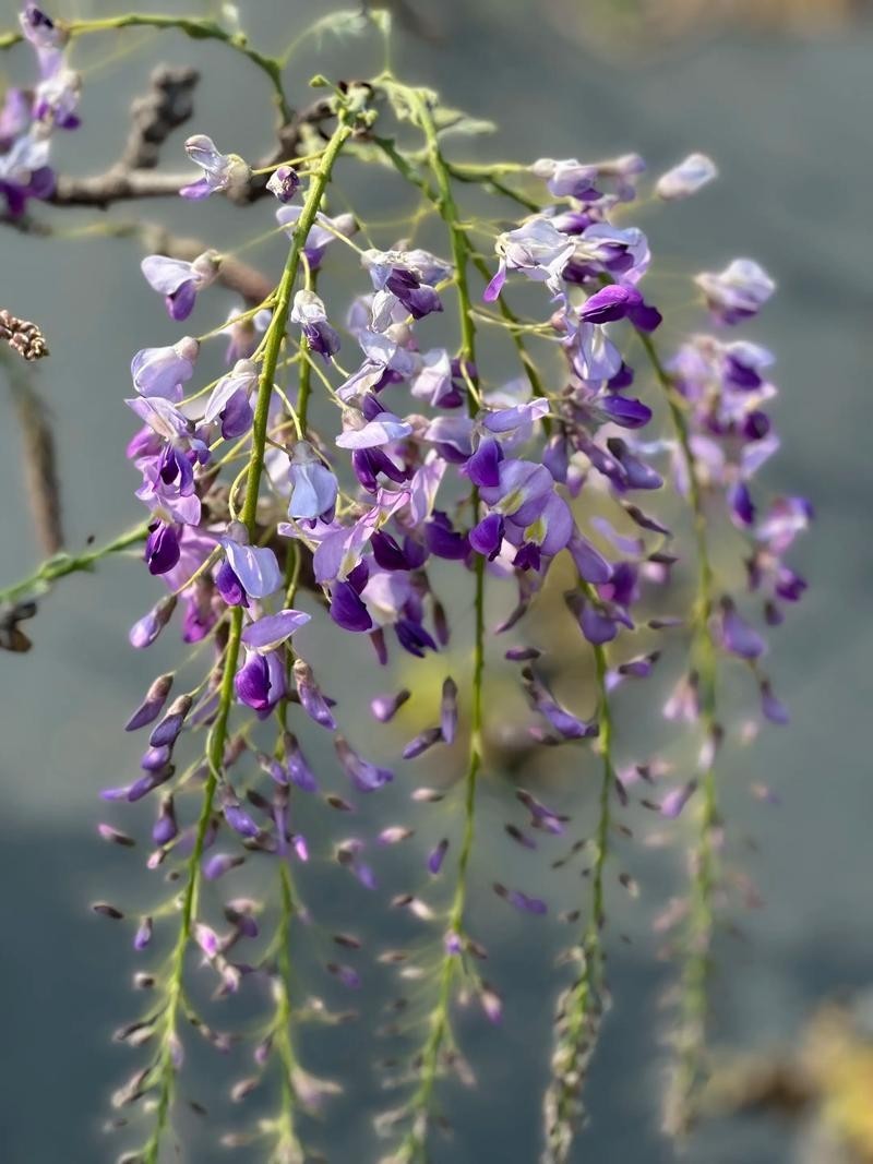 Purple Wisteria Climbing Vine Sapling, Fragrant Landscape Plant, Bare Root