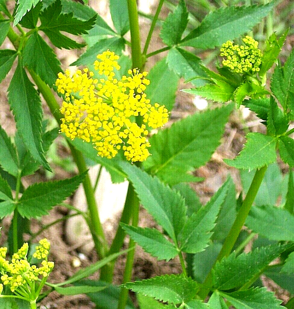 6 golden Alexander Plants Mature Flowering Zizia Aurea Pollinator Bee Butterfly