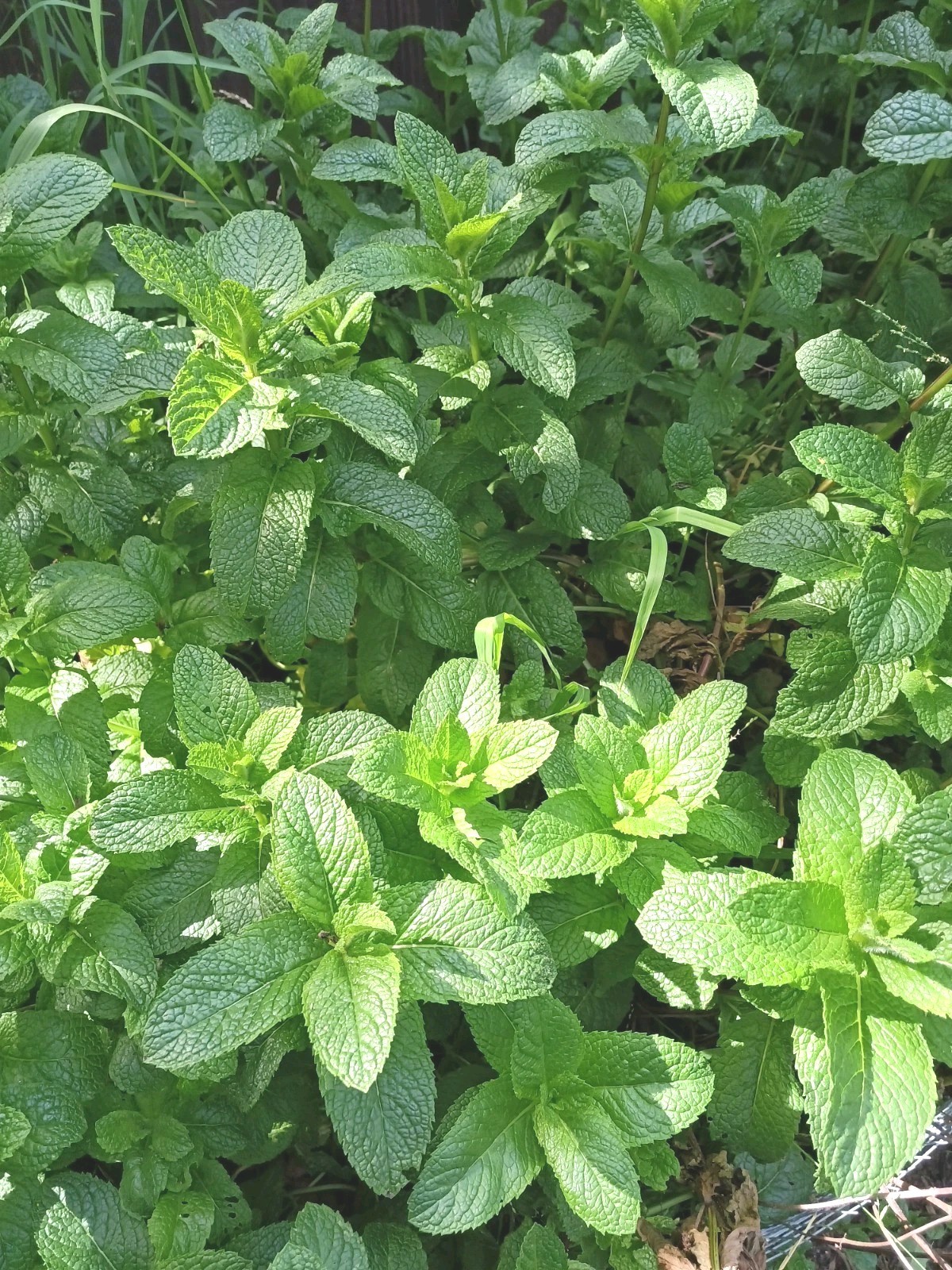 6 Spearmint Cuttings Fresh Cut Easy To Root. Smells Fabulous. Make Your Own Tea!