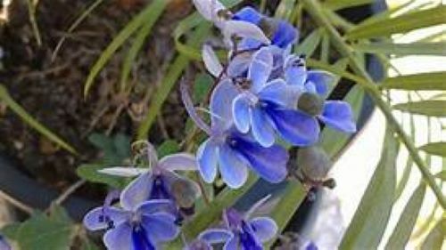 BLUE BUTTERFLY BUSH AKA BLUE WINGS Rooted Starter Plant Clerodendrum Ugandense