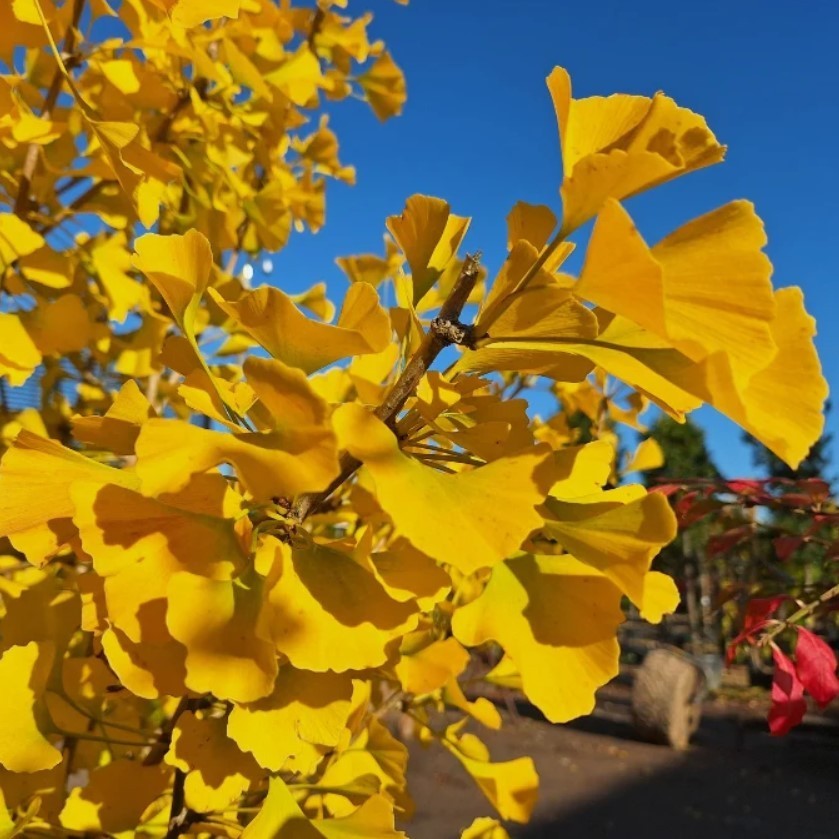 Ginkgo Live Tree – 6-12″ Tall – 1Qt Pot – Ginkgo Biloba Deciduous Tree Zones 3–9