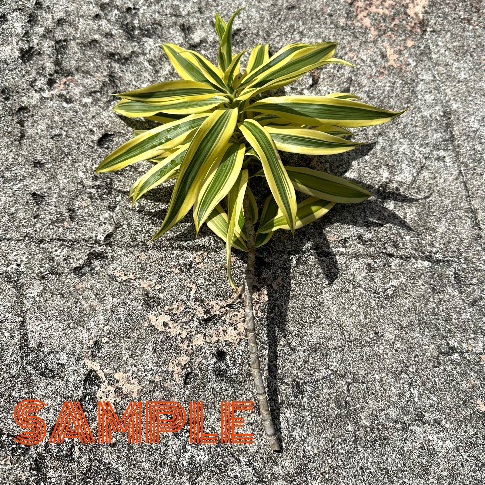 Song of India Dracaena Reflexa – 3pc Fresh Stem Cuttings – Ornamental Plants