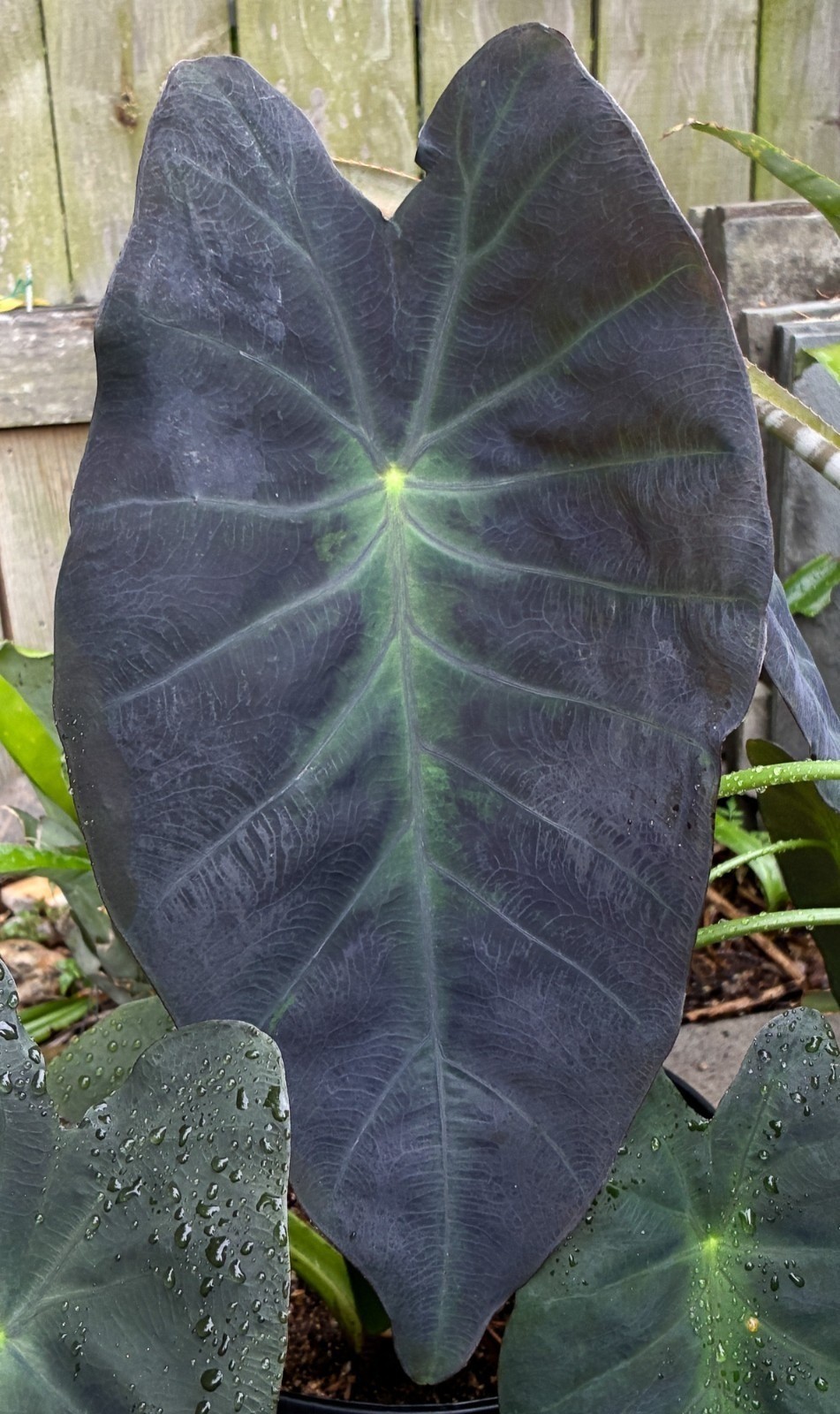 Healthy Colocasia Black Magic black elephant ear Live Plant Rhizome