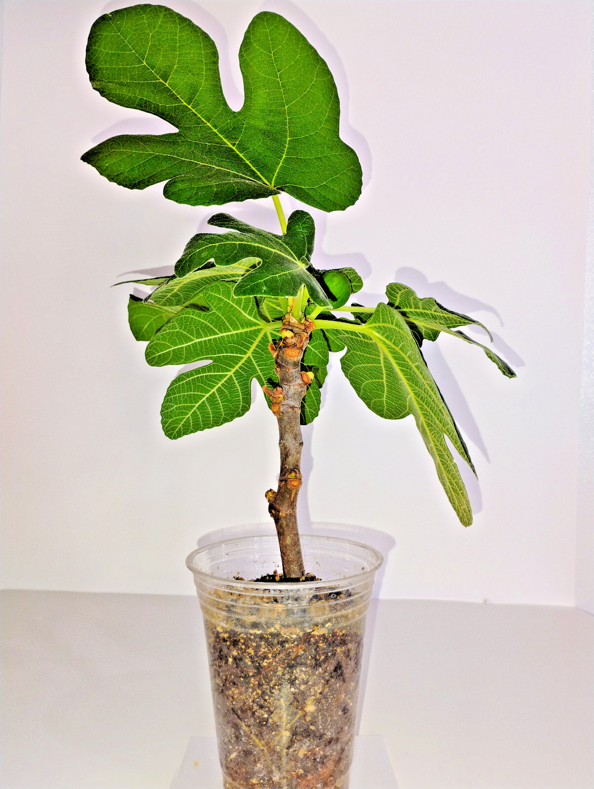 2 Italian 258 Fig Trees Ficus Carica 2 Healthy Cultivars 9″to 12″ H & 5″-7″ W