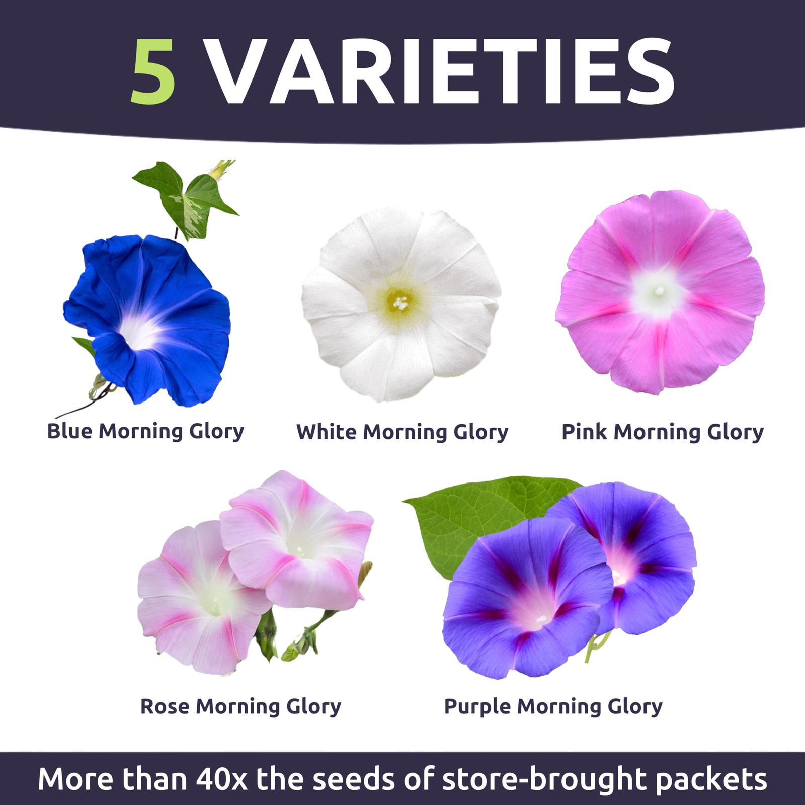 Morning Glory Tall Mix Bulk 1/4 Pound Pouch 3,000 Flower Seeds for Planting…
