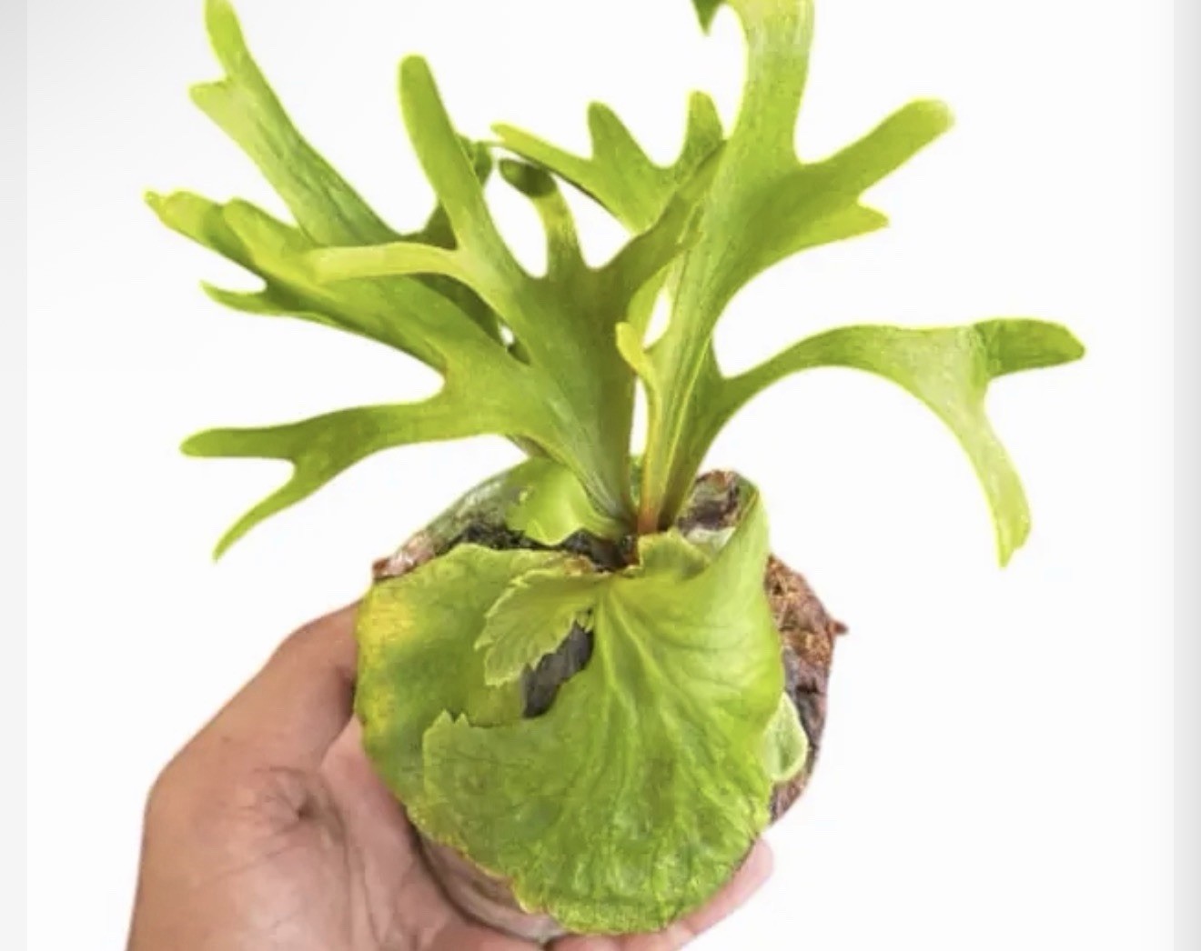 VERY RARE 🦄 PLATYCERIUM RIDLEYI IN 2″ POT – STAGHORN