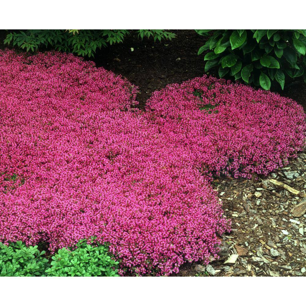 1 Gal. Red Creeping Thyme (Thymus Praecox) Live Flowering Full Sun Perennial Gro