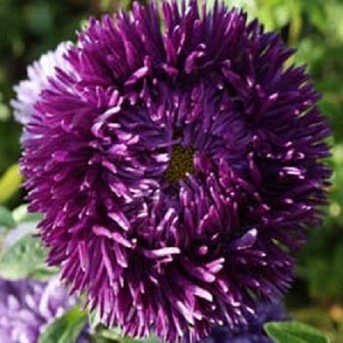 30+ VIOLET ASTER CALLISTEPHUS FLOWER SEEDS / TALL / SELF-SEEDING ANNUAL