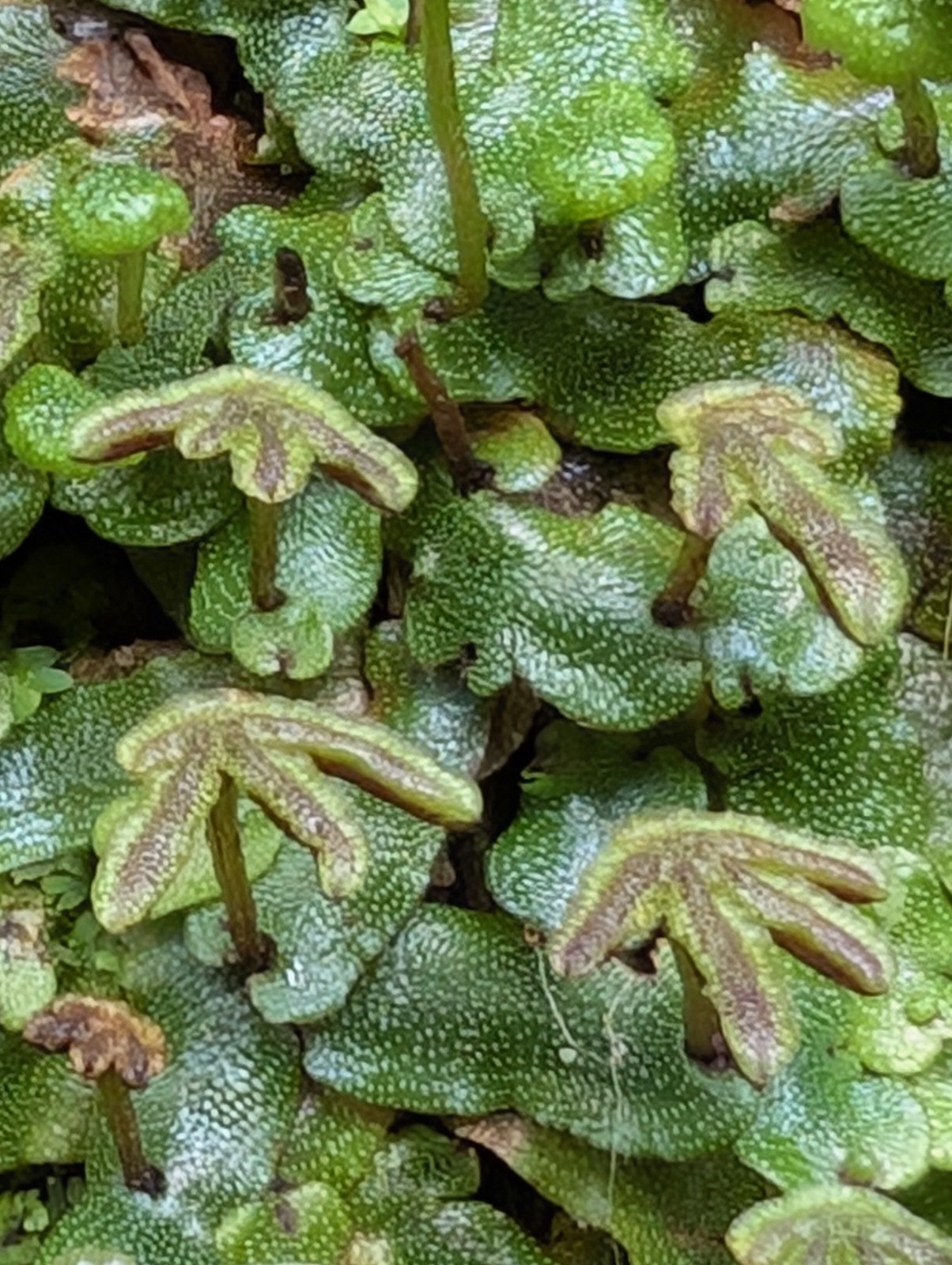 x3 Live Rare Bare Plants : 3″ inch : Marchantia Liverwort rainforest groundcover