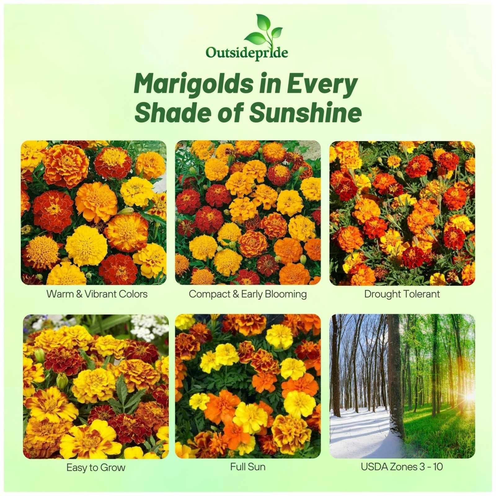 French Marigold Seeds Mix – 1 Lb, Annual Flower Seeds, Heat & Drought Tolerant,
