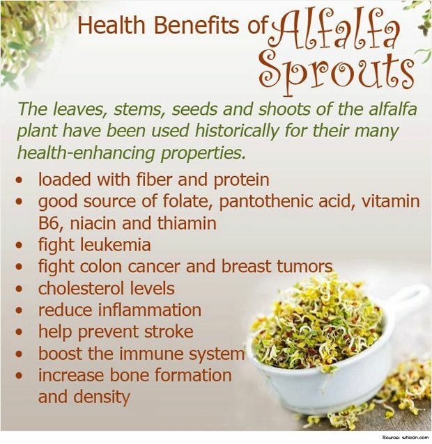 5lb Alfalfa Seed Organic Non GMO Seed Sprouting Sprouts Microgreens FRESH 4 2022