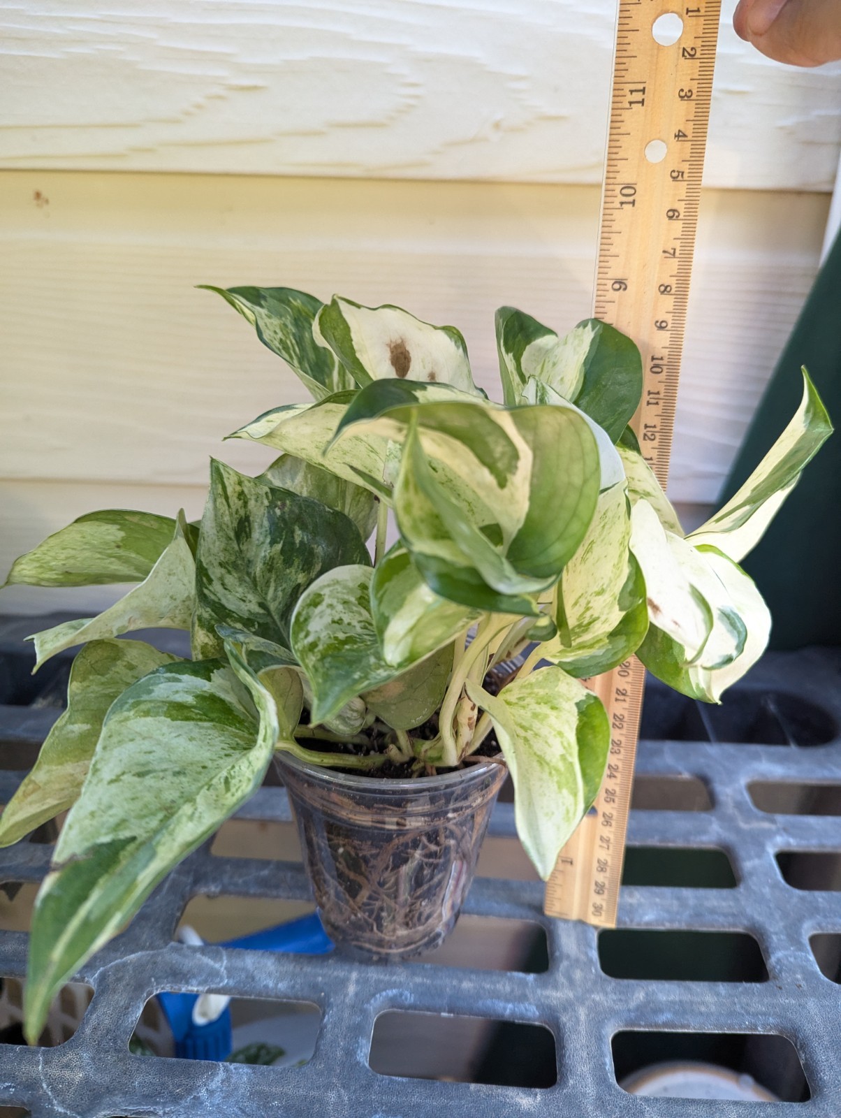 Manjula Pothos Plant