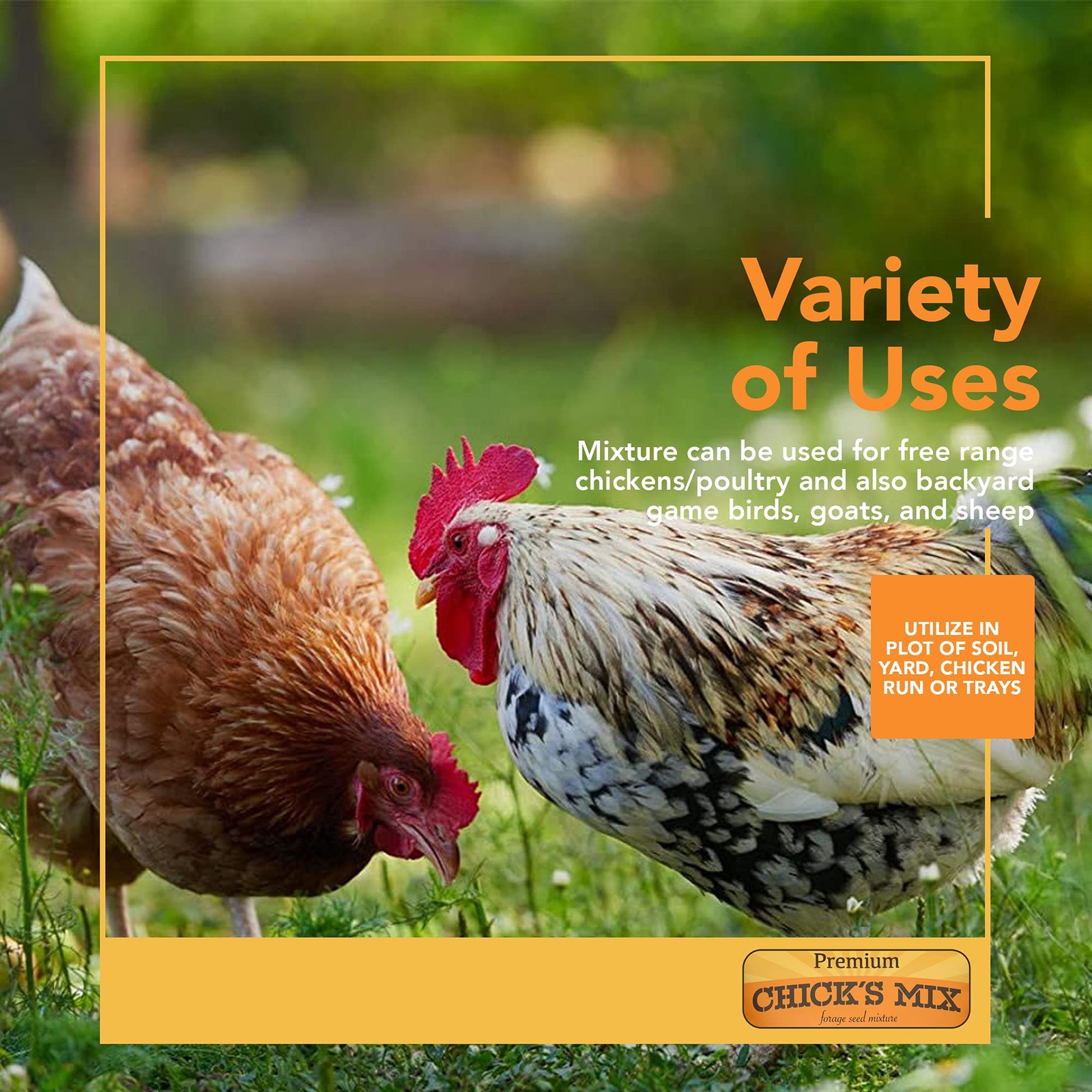 Forage Seed Mix For Chickens Poultry Goats Sheep Omega 3 Eggs 1 lb Non GMO
