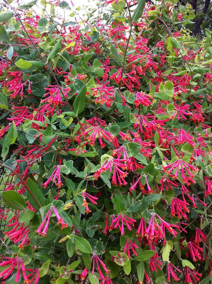 TRUMPET CORAL HONEYSUCKLE VINE Lonicera Sempervirens Starter Plant*USA SELLER*