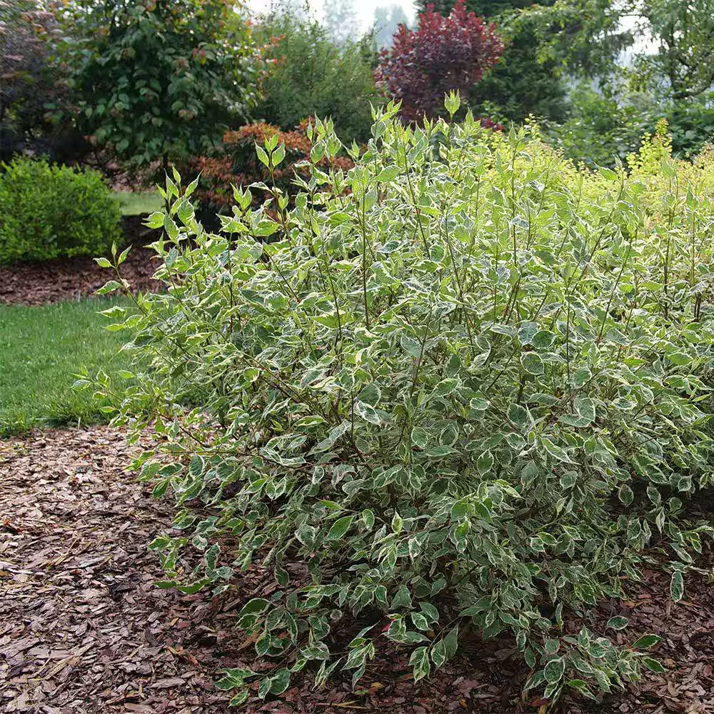 2 Gal. Sgt Pepper Dogwood Shrub