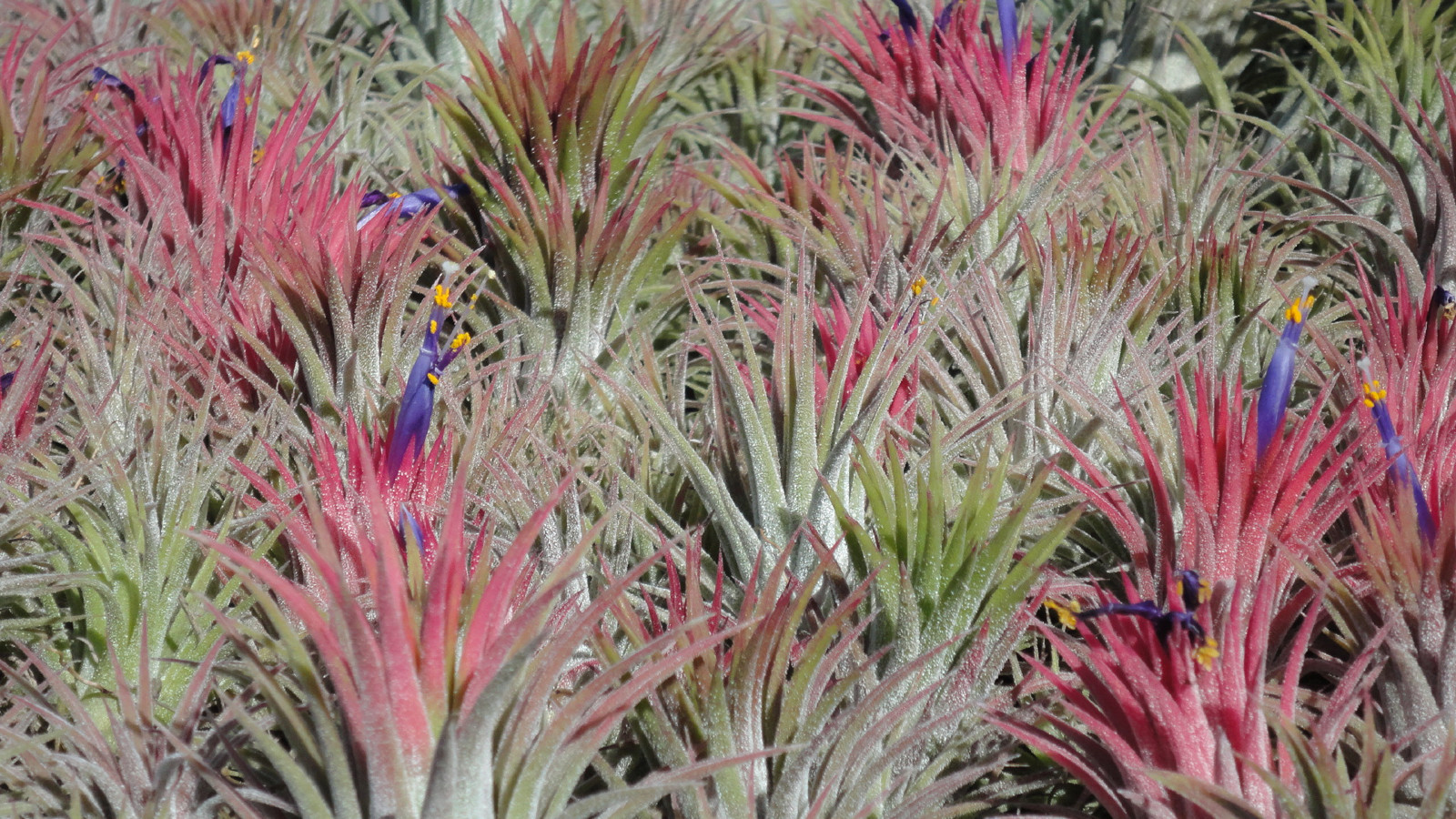 ionantha mexican tillandsia airplant measuring 2 inches tall. air plant oahu