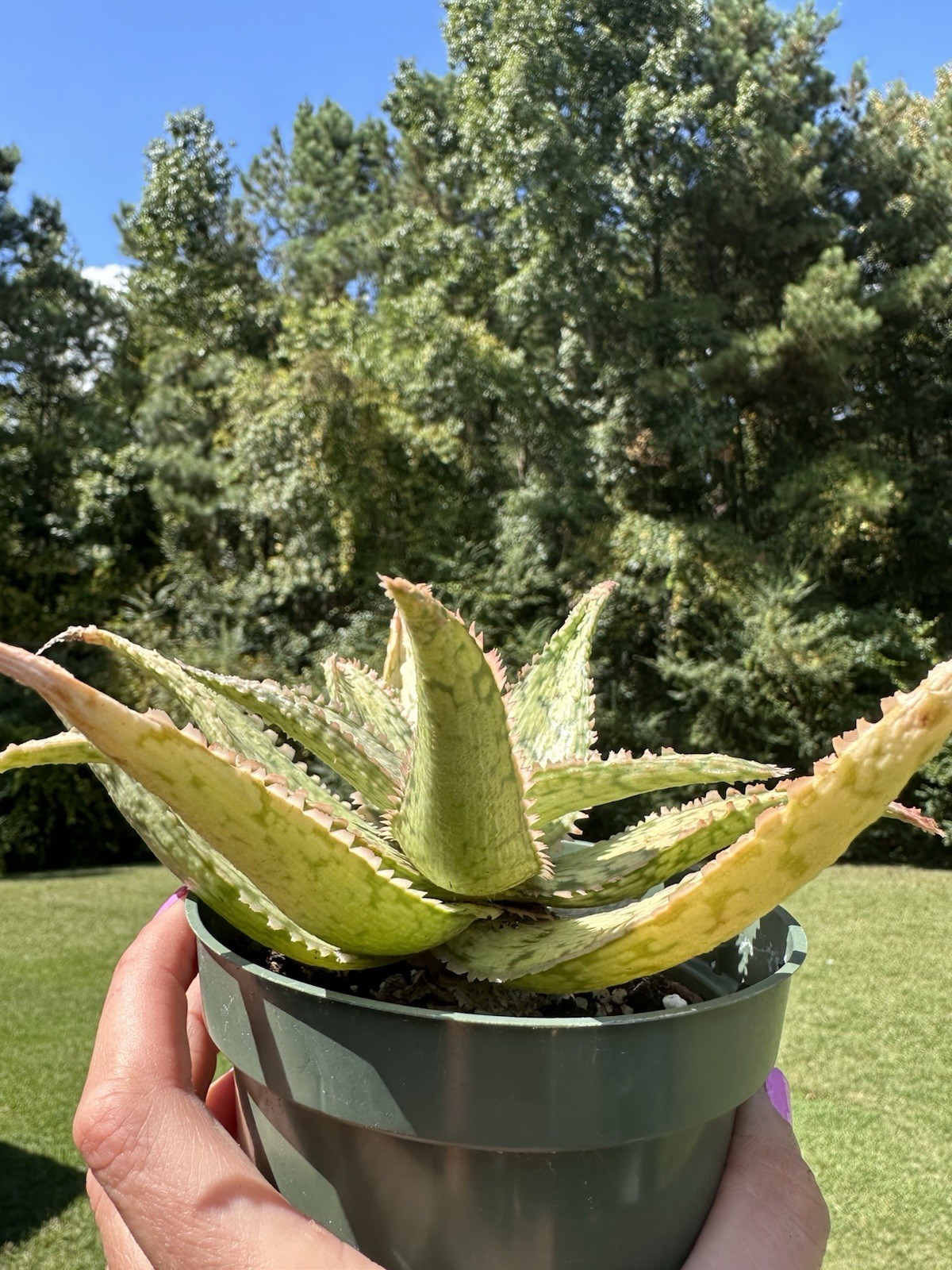 Pink Blush Aloe-Live Plant ‘Pink Blush’-Rare and Colorful 💓