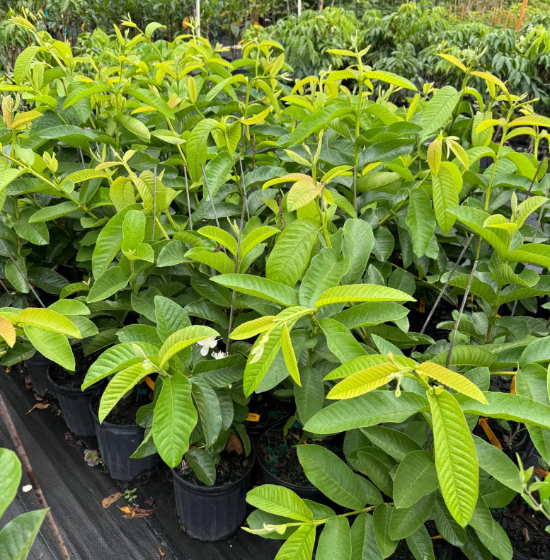 Pink Guava Tree – 2-3ft – 3Gallon – Tropical Fruit Tree for Sweet Pink Flesh