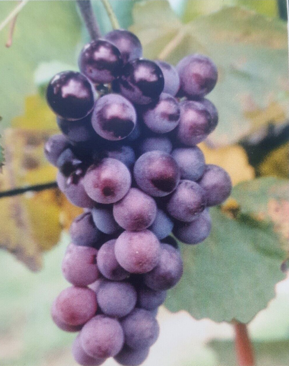CHAMPANEL GRAPE Live 4-6 FT Tall Vine Plant Sweet Grapes Vineyards FREE RECIPE!