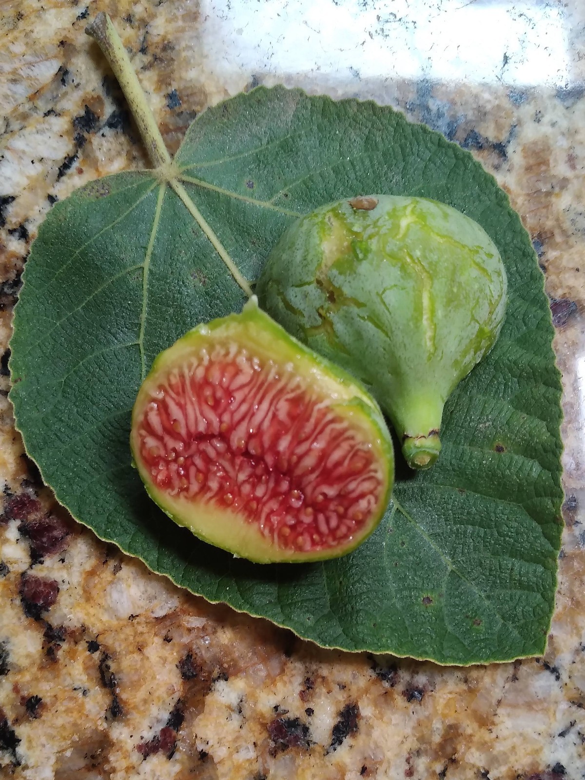 Fresh Fig Tree Cuttings – Select Variety – Many Top Tier Figs to Choose From