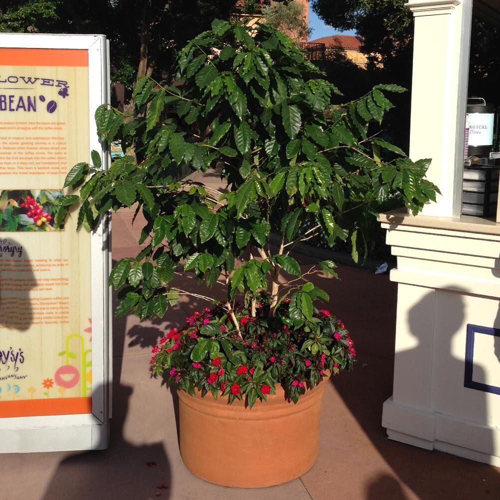 Arabica Coffee Plant Live Tropical Exotic Edible Coffea Arabica 6 Inch Pot