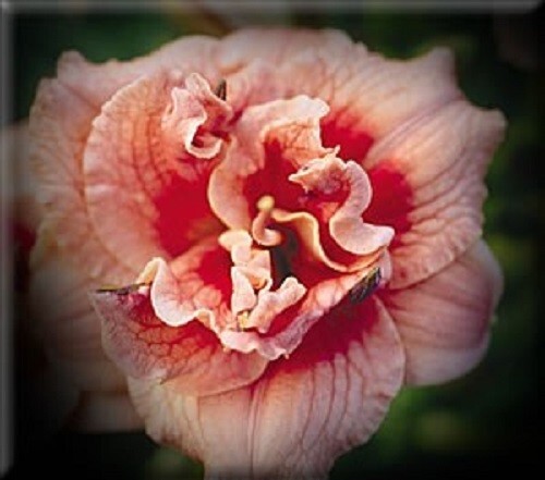 LITTLE ENCHANTRESS Daylilies 1 fan Return and multiply yearly World’s Finest