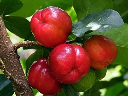 4 Cherry Barbados Fruit Trees Live Plants Four Plant Garden Outdoor
