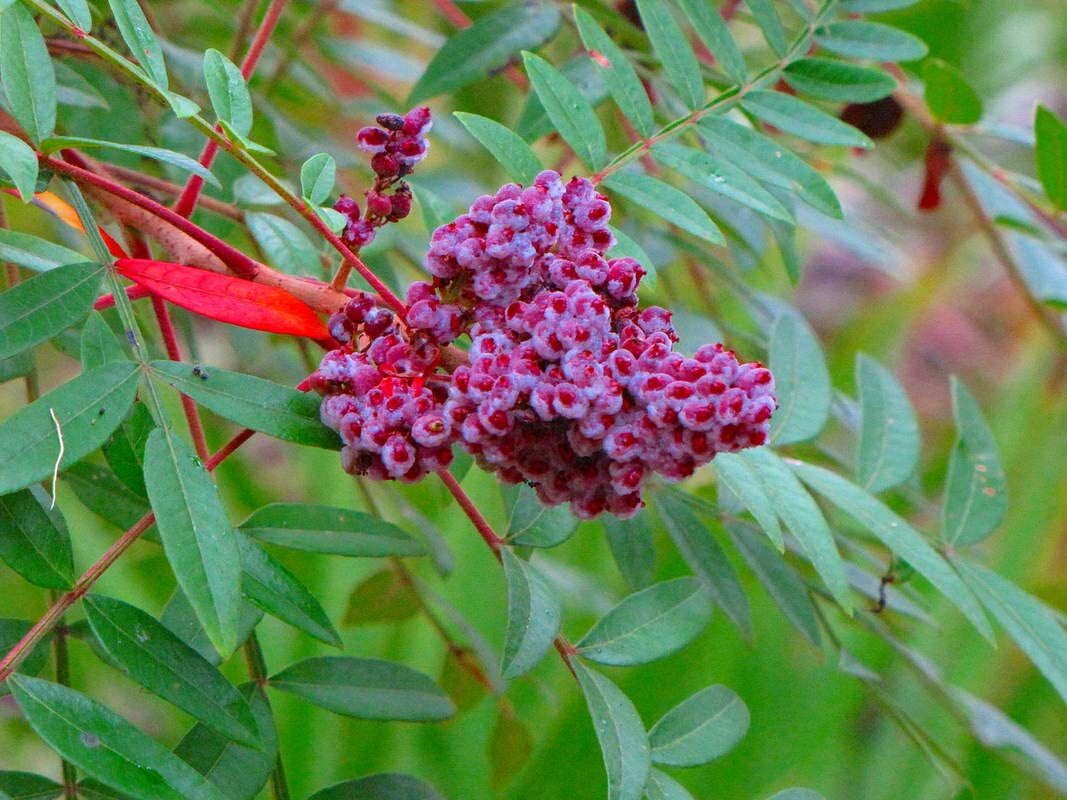 Winged Sumac Seeds for Planitng (30 Seeds) – Rhus copallinum