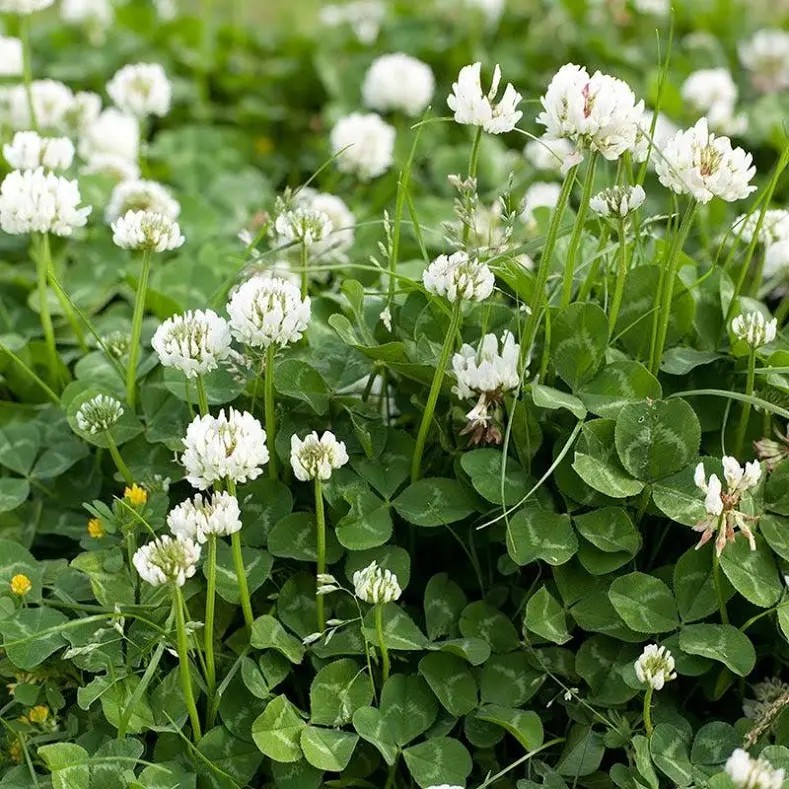 2000 White Ladino Clover Seeds – Forage Nitrogen Fixer Soil Fixer free shipping