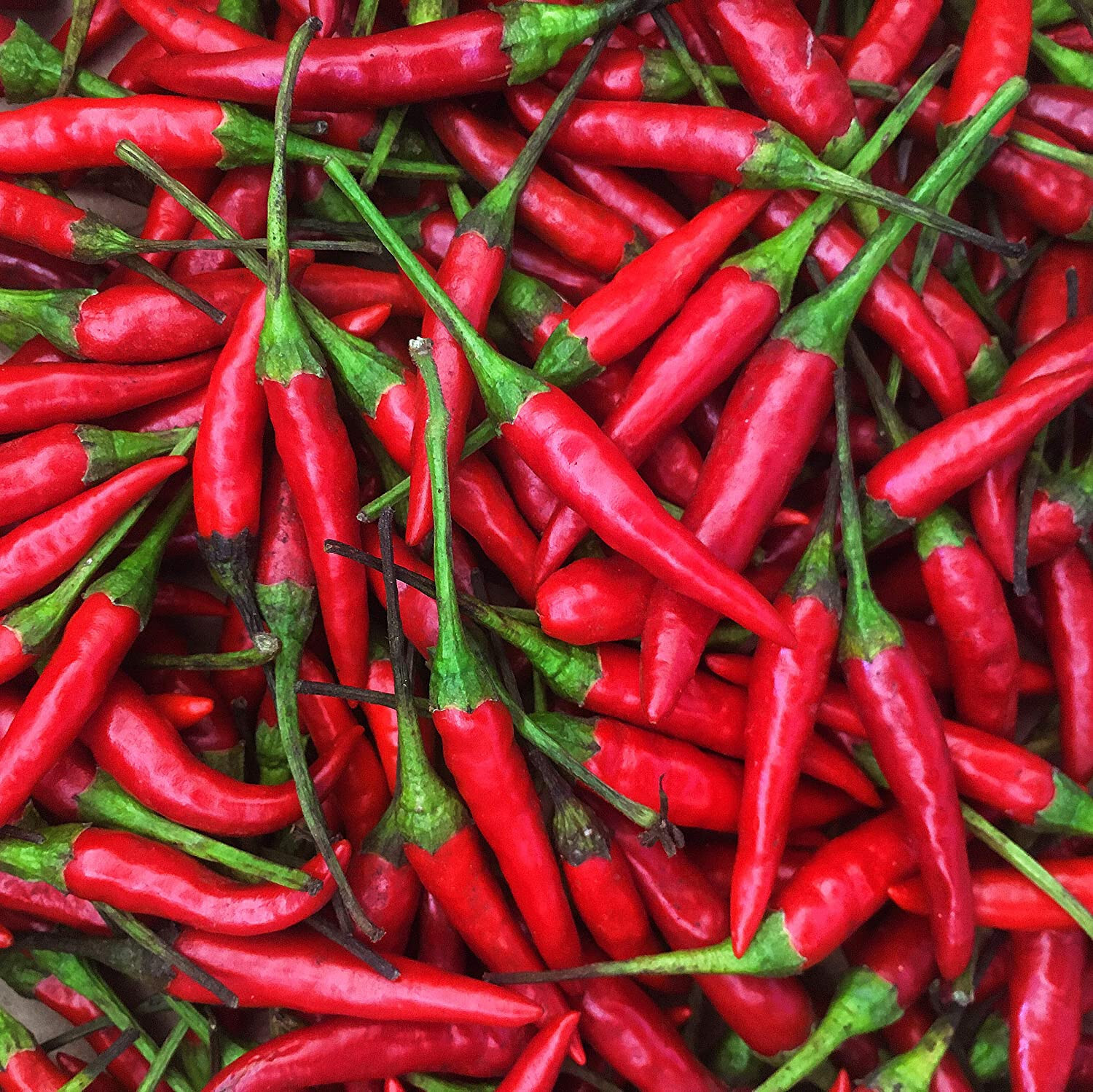 Thailand organic bird’s eye chili pepper seeds Hot Pepper Seed, US Seller