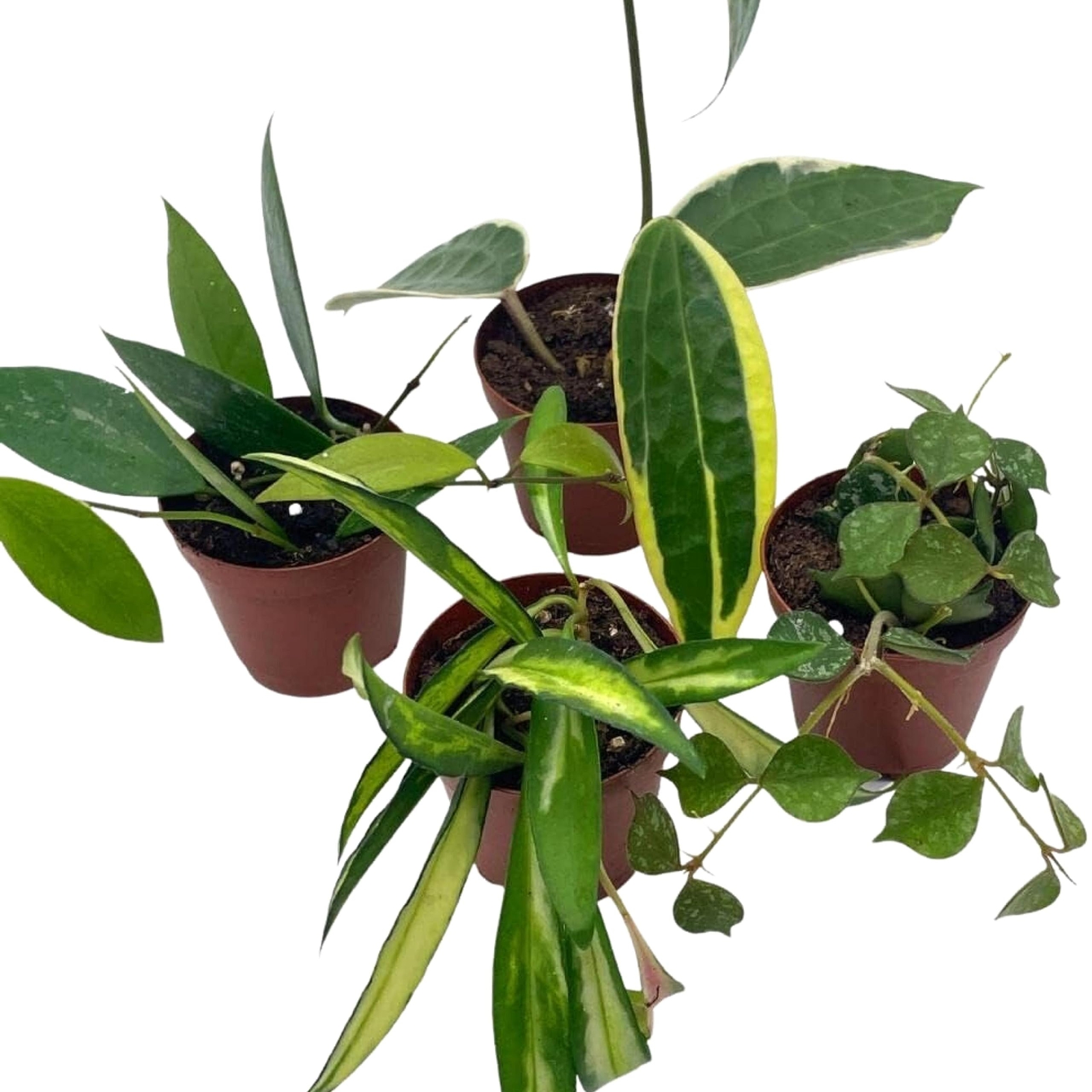 Hoya Variety Assortment Plant Set, Hindu Rope, Varigated Australis, Lisa, Pubica