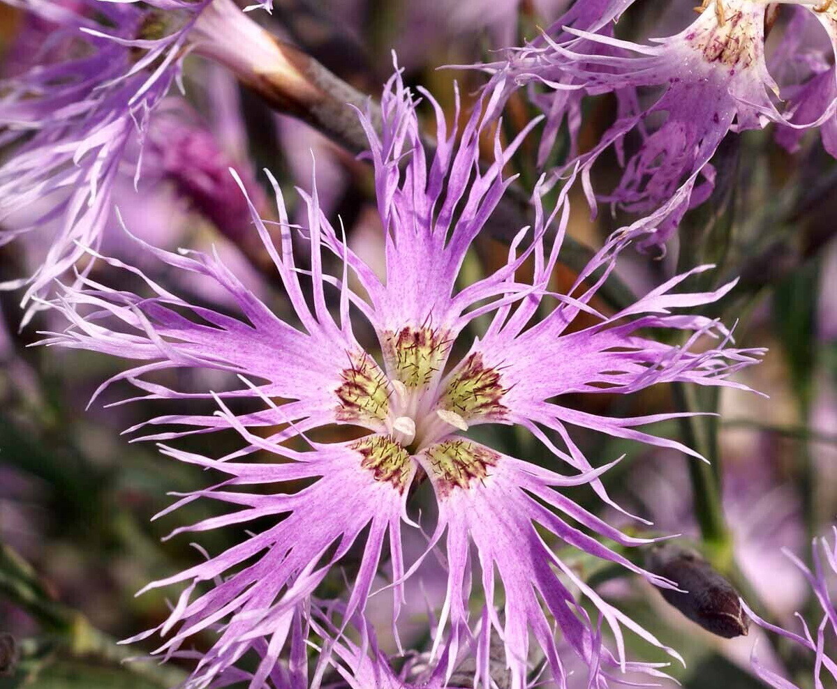 Dianthus Rainbow Loveliness Flower Seeds, Mixed Colors, FREE SHIPPING