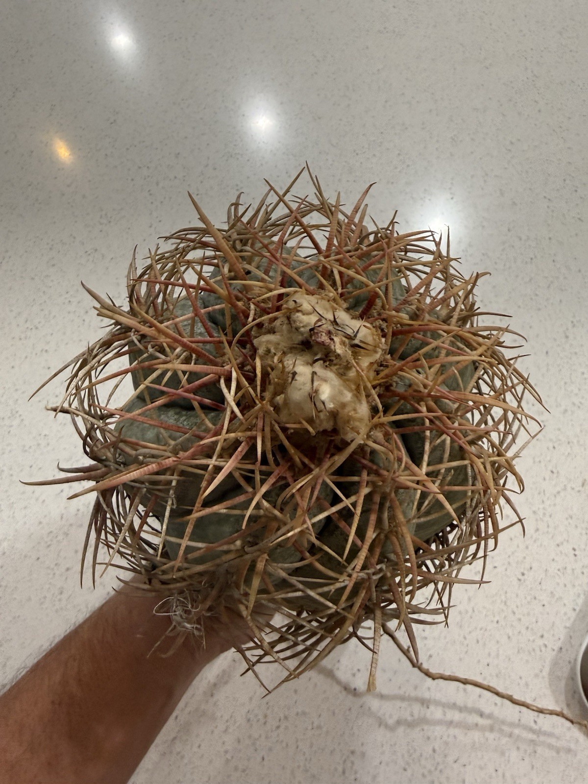 Rare Devil’s Claw Cactus Echinocactus horizonthalonius spiral variation