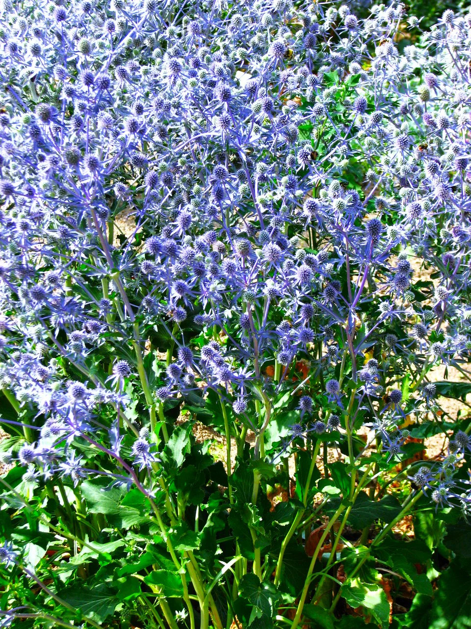 Sea Holly Seeds | Blue Thistle Eryngium Eryngo Flower Seed 2024 Fast Shipping