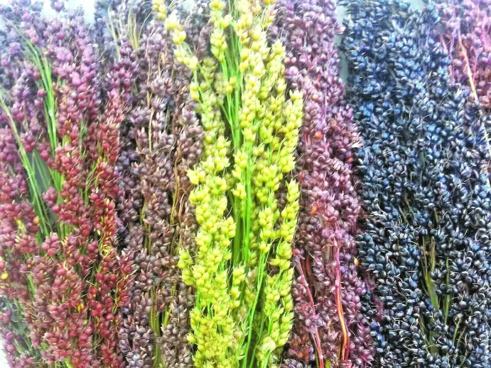 Broom Corn Seed Multi Color Crafts Home Accents Gold Red Bronze Purple Brown joc