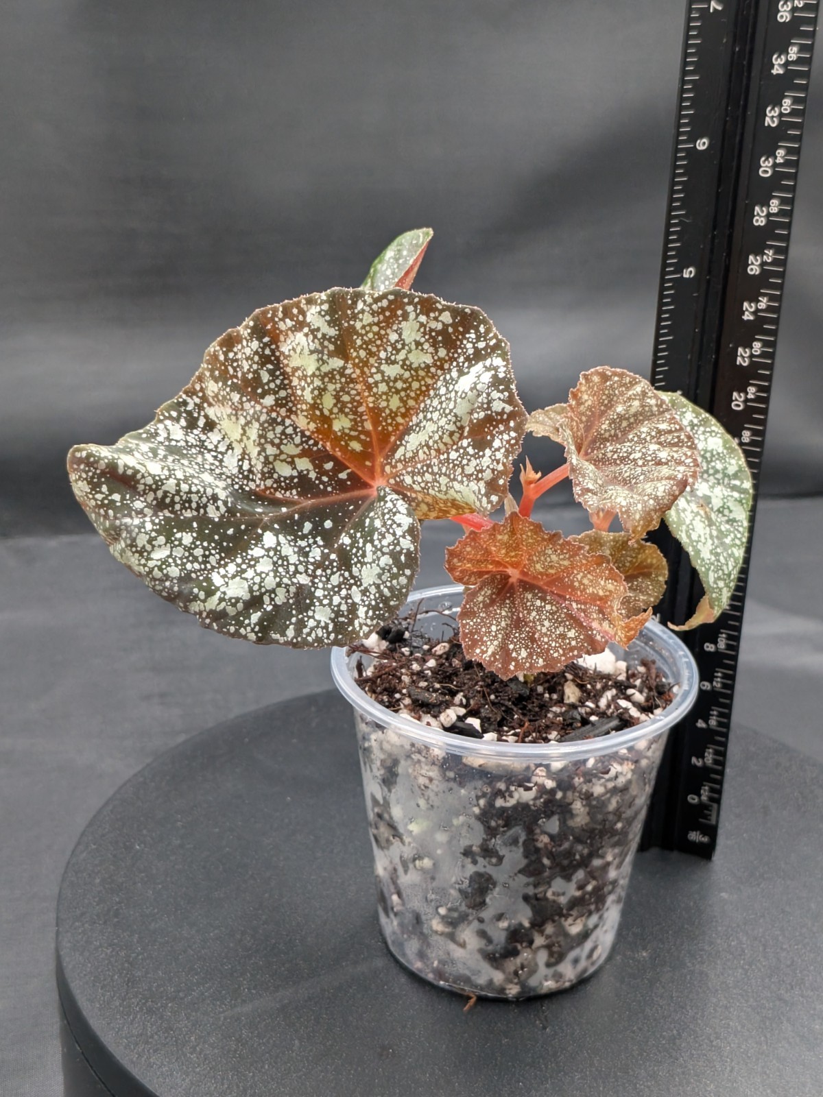 🪴Begonia ‘Moona’-Begonia curtisii ‘Galaxy’x begonia variabilis- Rooted Plant