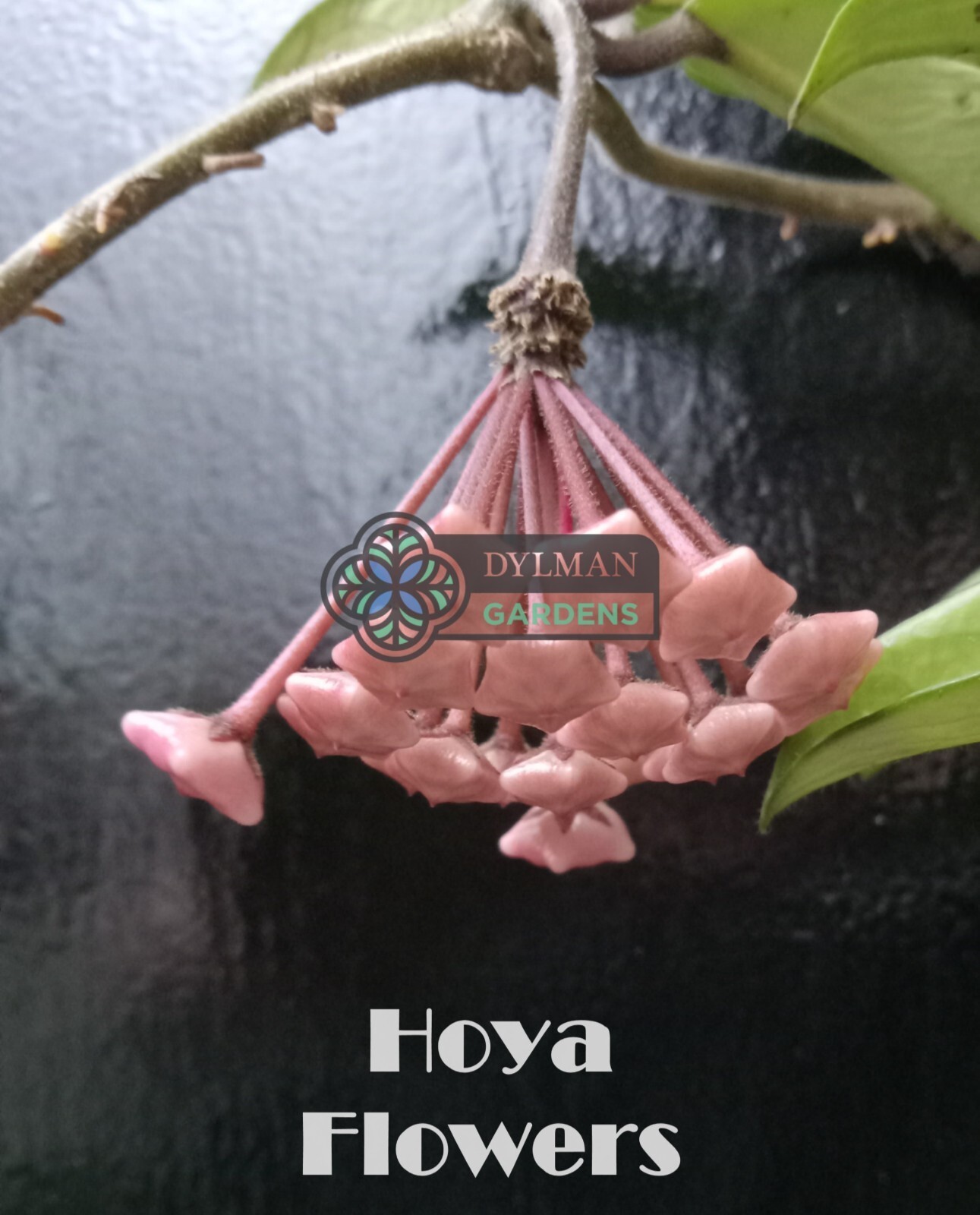 Hoya (Hoya carnosa) – Wax Plant – Porcelainflower – Live Plant – Multiple Sizes