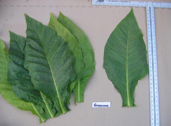 1000 Greenwood Tobacco Seeds ~ Heirloom Dark ~ Non-GMO Tobacco Seeds