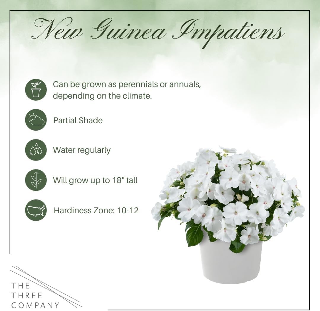 Gorgeous Live New Guinea Impatiens – 2 White Flowering Plants for Outdoor Charm